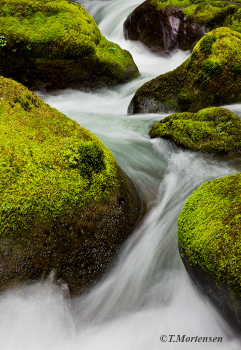 Natural flow of water among the spring mossy rocks of the Columbia River Gorge.&nbsp;