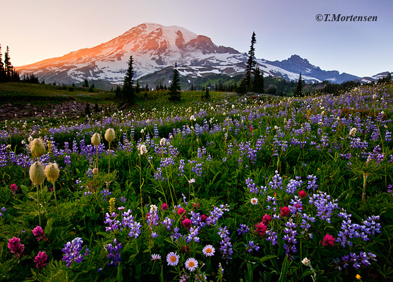 &nbsp;Wildflowers at their peak in Mount Rainier National Park.