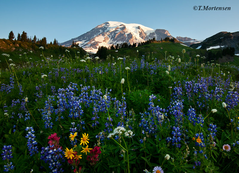 Wildflowers at Paradise in Mount Rainier National Park after a late summer snow melt.
